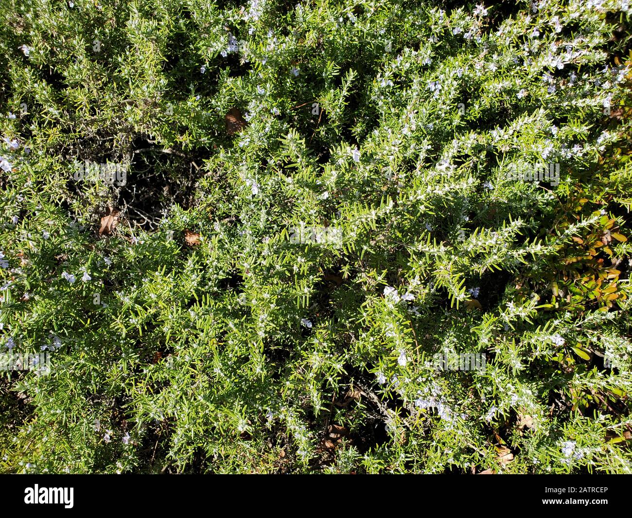 Primo piano di rosmarino da fiore (Salvia rosmarinus), 22 gennaio 2020. () Foto Stock