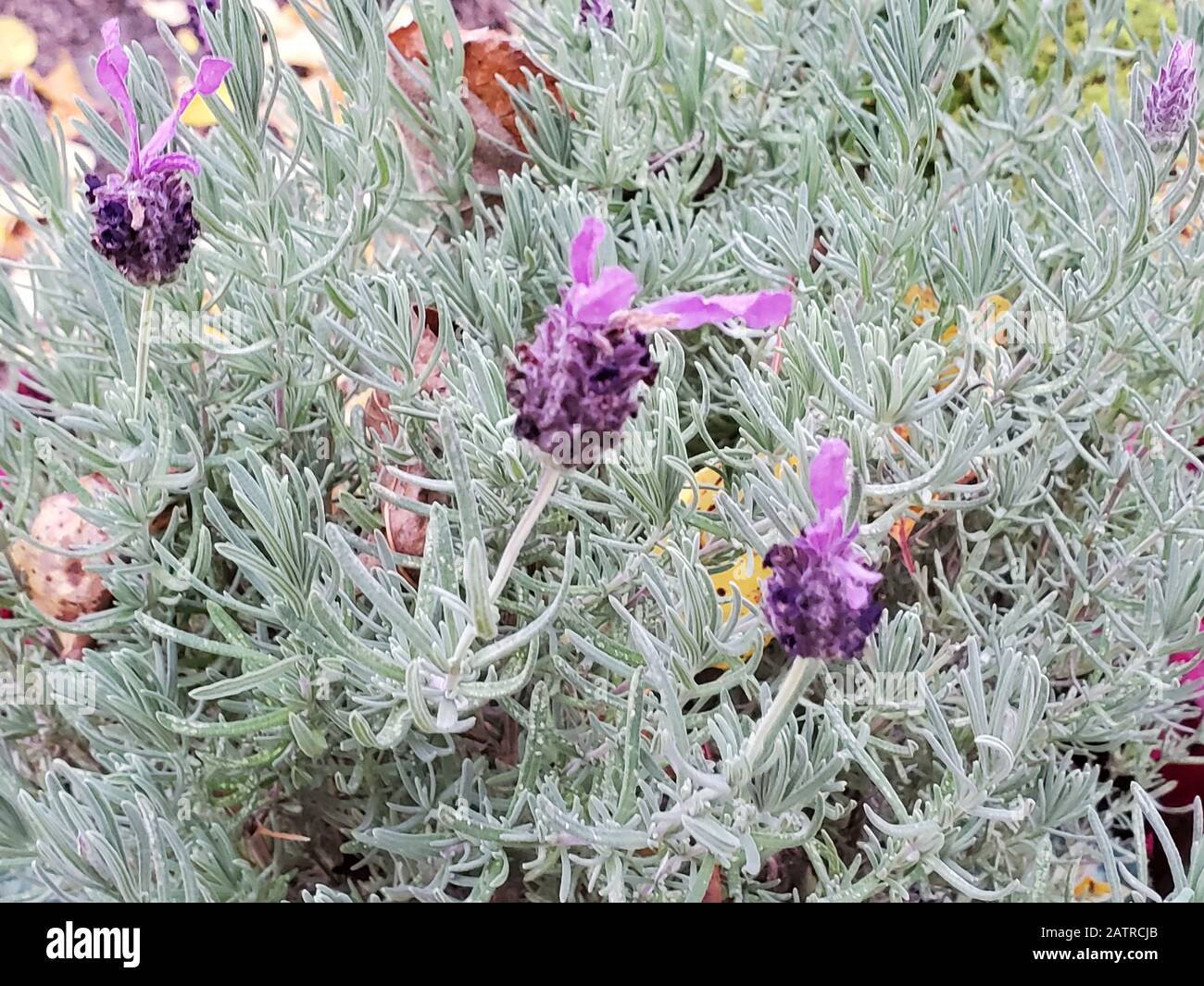 Primo piano di fiori di lavanda spagnola (Lavandula stoechas) pianta, 4 gennaio 2020. () Foto Stock