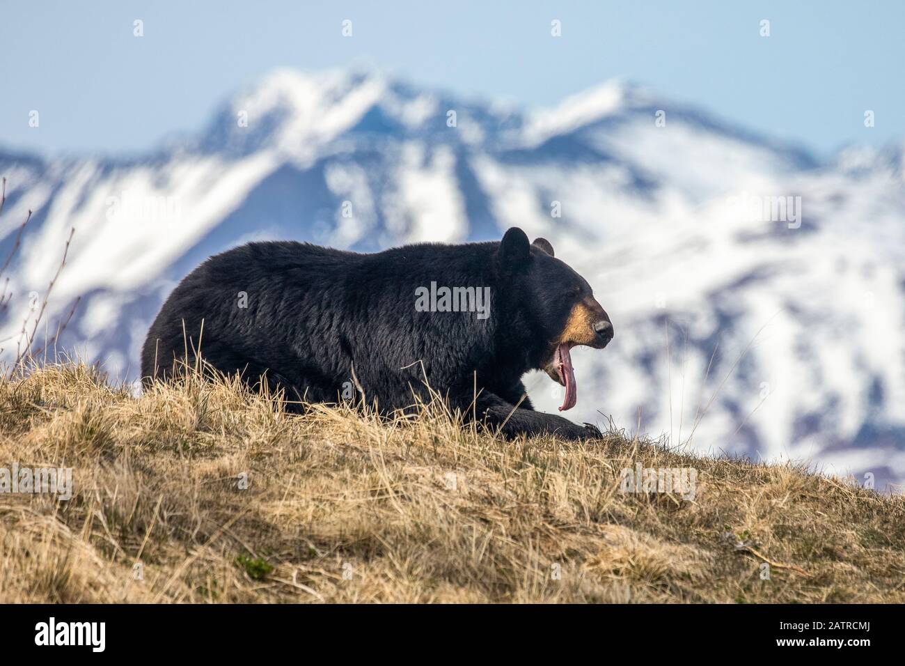 Un orso nero maschio (Ursus americanus) poggia su una collina, Alaska Wildlife Conservation Center; Portage, Alaska, Stati Uniti d'America Foto Stock