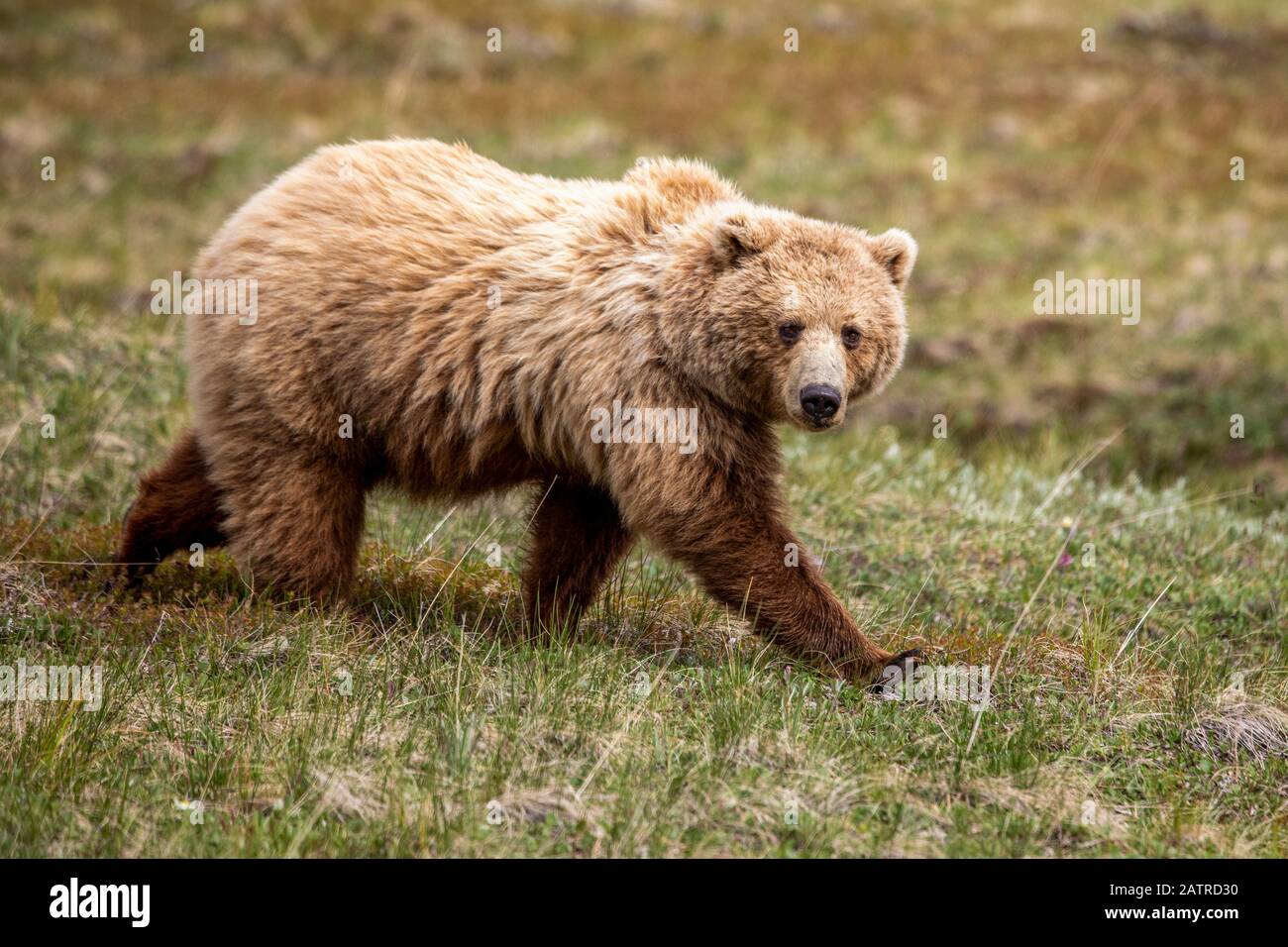 Semina di orso grizzly (Ursus arctos hornbilis), Denali National Park and Preserve; Alaska, Stati Uniti d'America Foto Stock