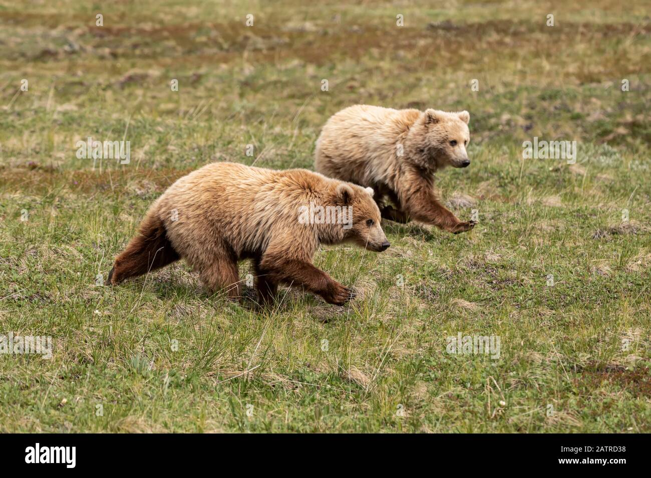 Un paio di cubi grizzly immaturi (Ursus arctos horribellis) corrono insieme per recuperare con la mamma che si nutrono davanti, Denali National Park e Preserve Foto Stock