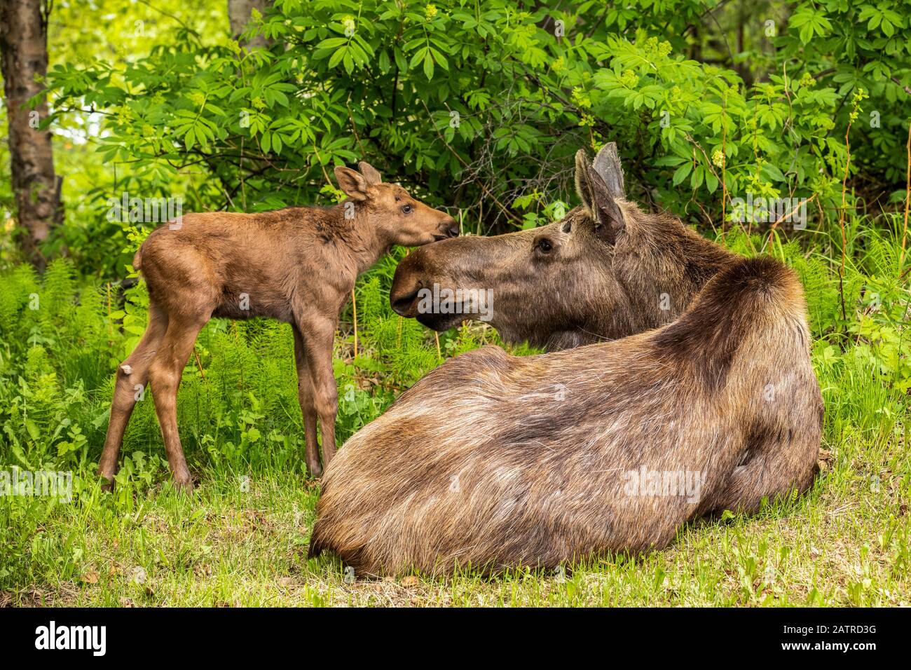 Alce di mucca (Alces alces) e vitello, Alaska centro-meridionale; Anchorage, Alaska, Stati Uniti d'America Foto Stock