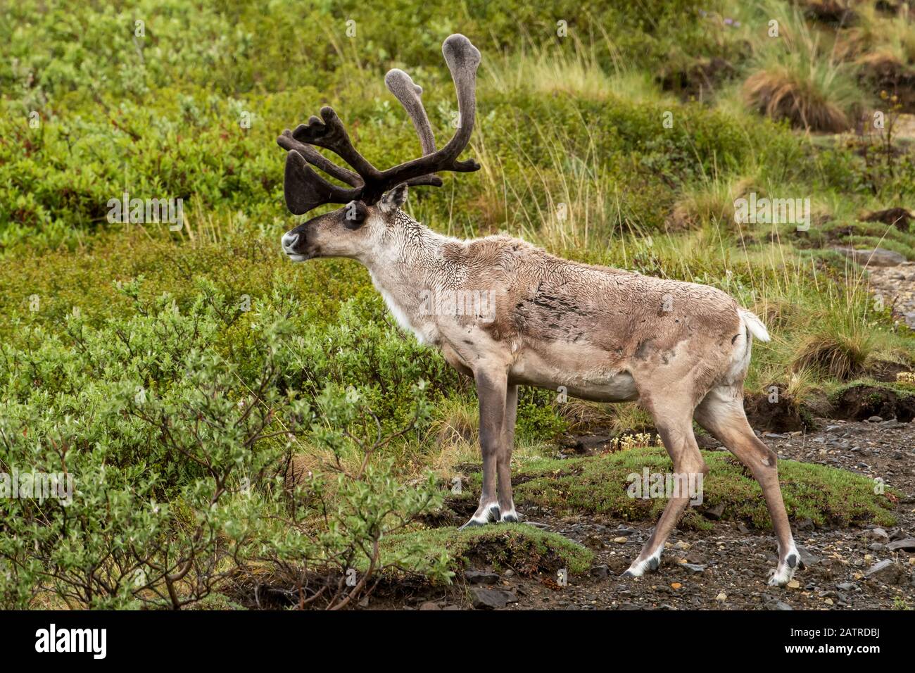 Toro caribù (Rangifer tarandus) con antlers in velluto tuttavia i cappotti di molla sono solitamente abbastanza ratty osservando, Alaska interna Foto Stock