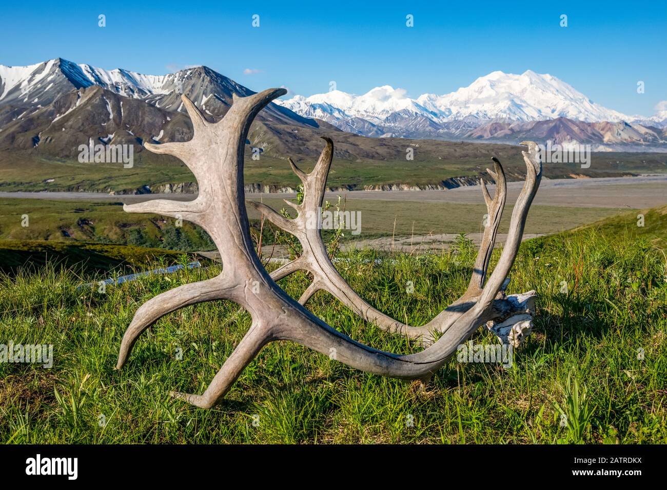 Le corna di Caribou si siedono sull'erba in primo piano con una vista di Denali e il centro visitatori Eielson, Denali National Park and Preserve, Interio... Foto Stock