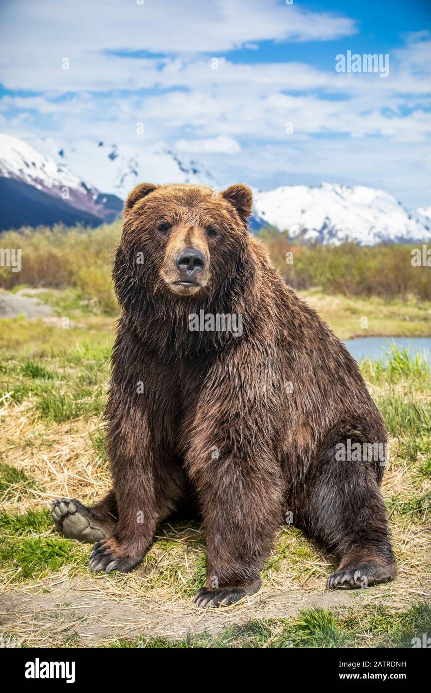 L'orso bruno scrofa (Ursus arctos) seduto sull'erba guardando la macchina fotografica, Alaska Wildlife Conservation Center, Alaska centro-meridionale Foto Stock