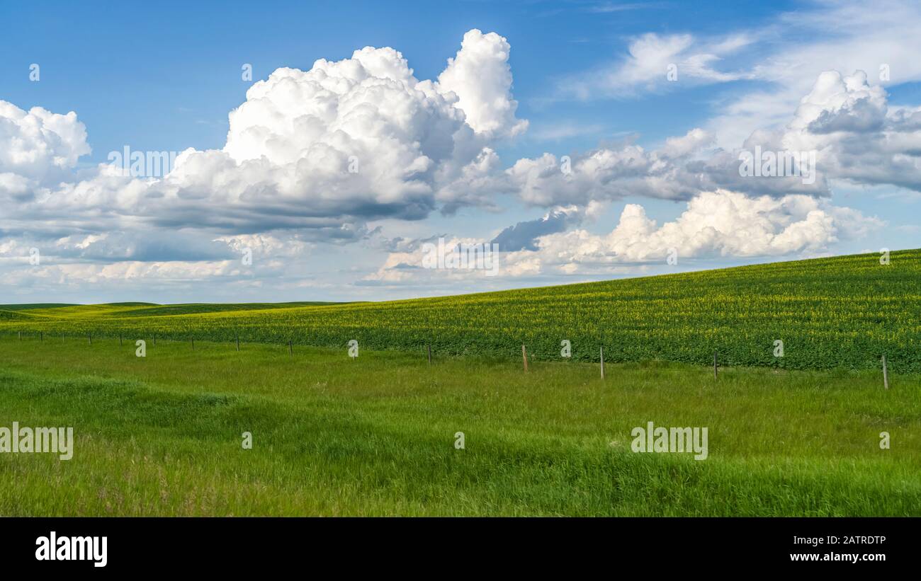Lussureggianti campi verdi di terreni agricoli sotto un cielo blu con nuvole sulle praterie Alberta, Rocky View County; Alberta, Canada Foto Stock
