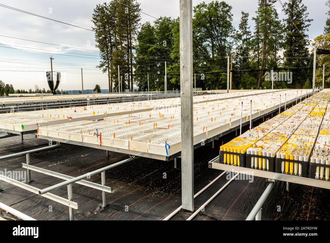 Contenitore all'aperto coltivato albero seedling nursery, USDA Forest Service Placerville Nursery in California. Ciascuno dei fori nelle piantatrici di styrofoam w.. Foto Stock