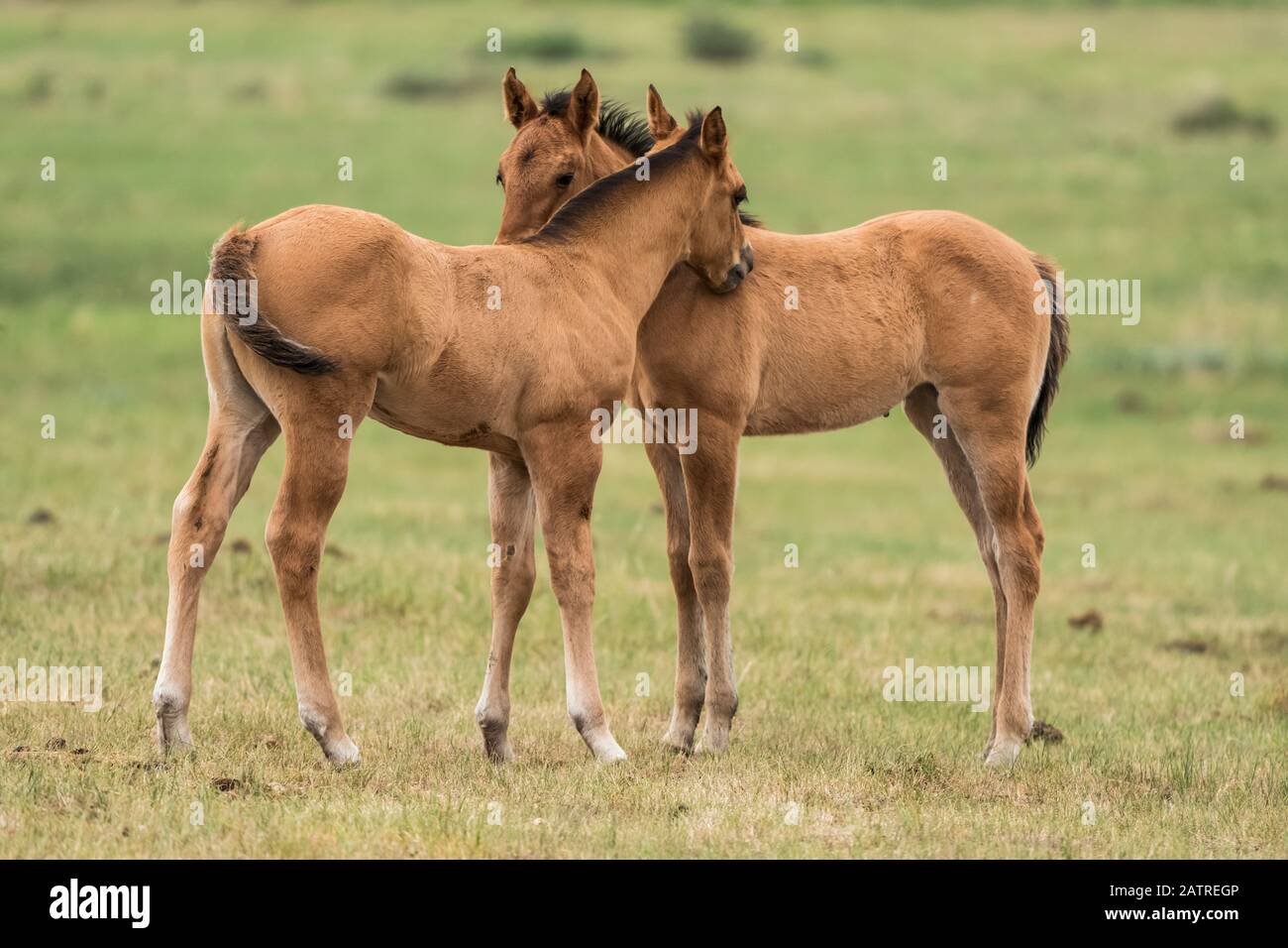 Due cavalli (Equus ferus caballus) in piedi fianco a fianco con colli che toccano per mostrare affetto; Saskatchewan, Canada Foto Stock