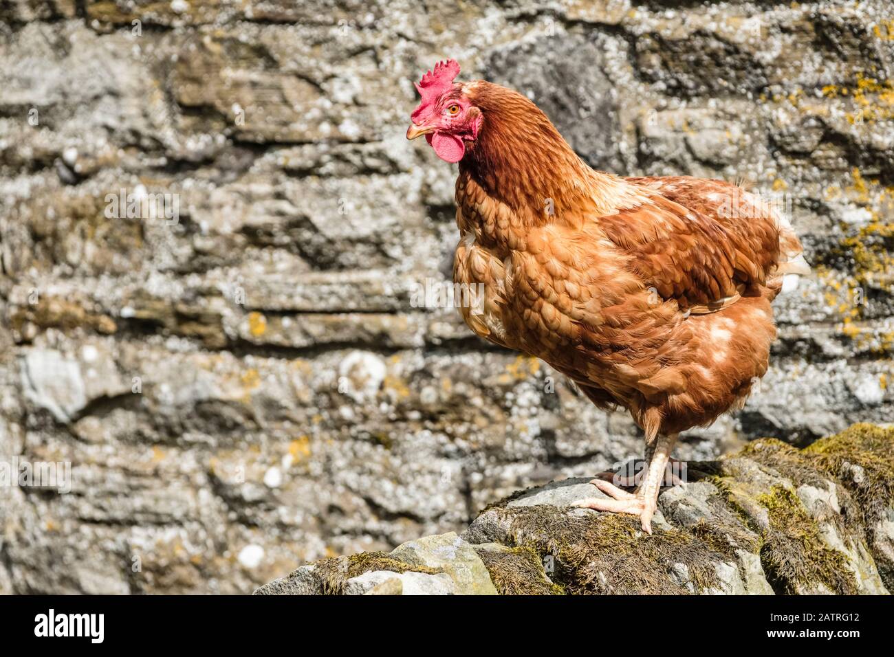 Pollo marrone di Lohmann; Hexham, Northumberland, Inghilterra Foto Stock