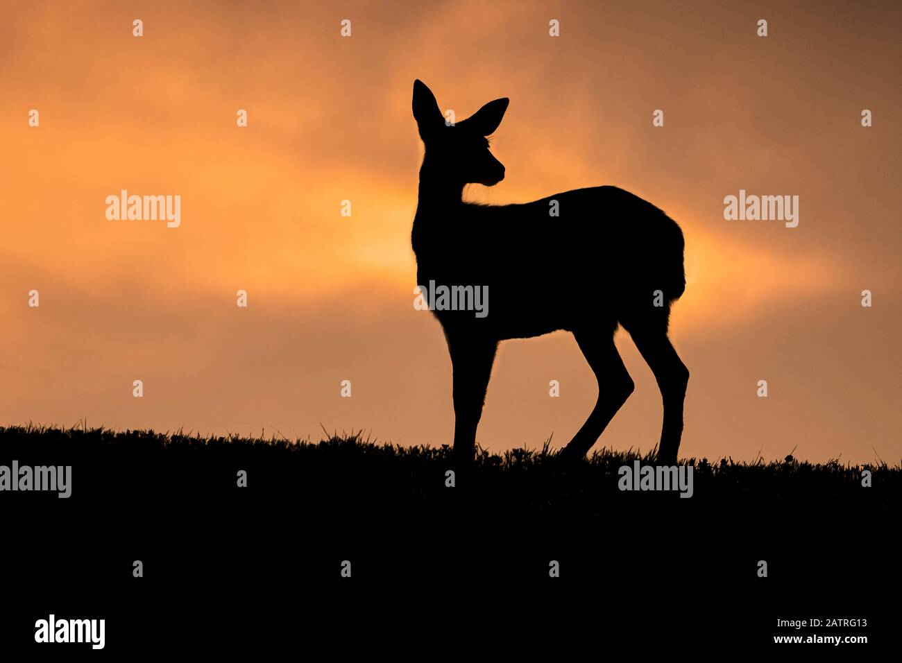 Sagoma di un cervo di coda nera (Odocoileus hemionus sitkensis) In piedi contro un luminoso cielo arancione al tramonto a Tongass Foresta Nazionale Foto Stock