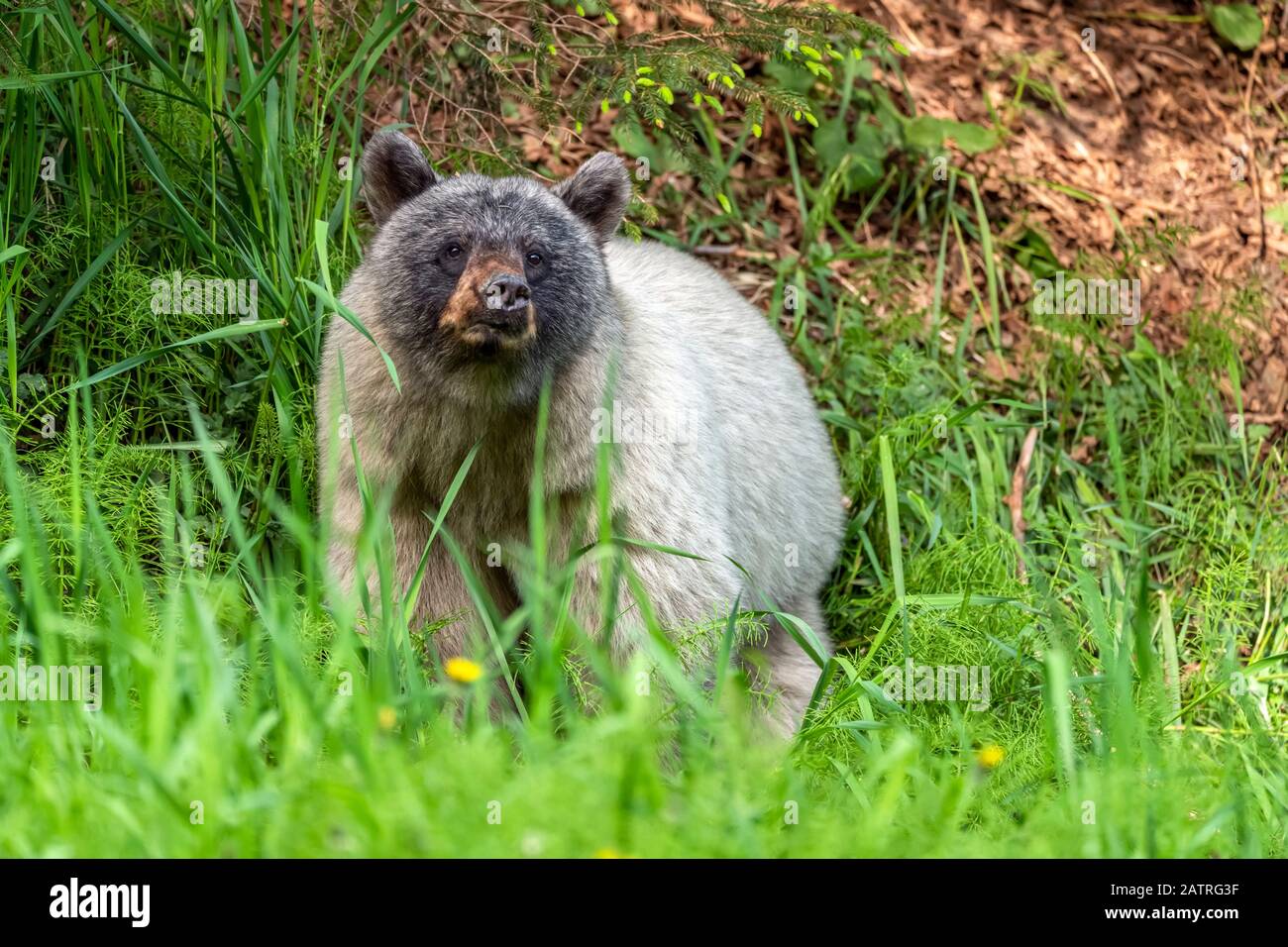 Orso del ghiacciaio (Ursus americanus emmonsii) che si stagliano fuori dall'erba alta, la foresta nazionale di Tongass; Alaska, Stati Uniti d'America Foto Stock