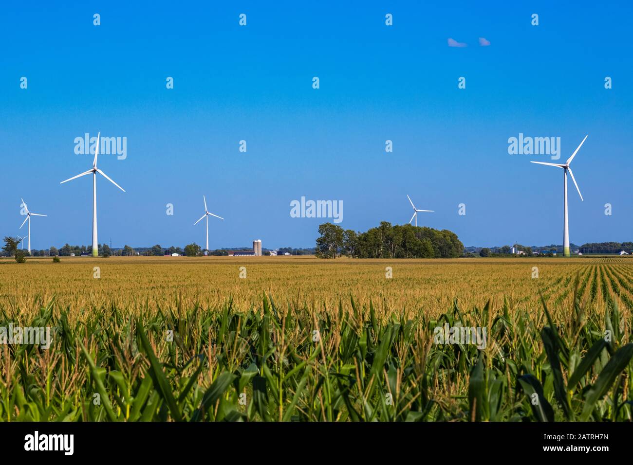 Turbine eoliche su terreni agricoli con un campo di mais in primo piano; Saint Remi, Quebec, Canada Foto Stock