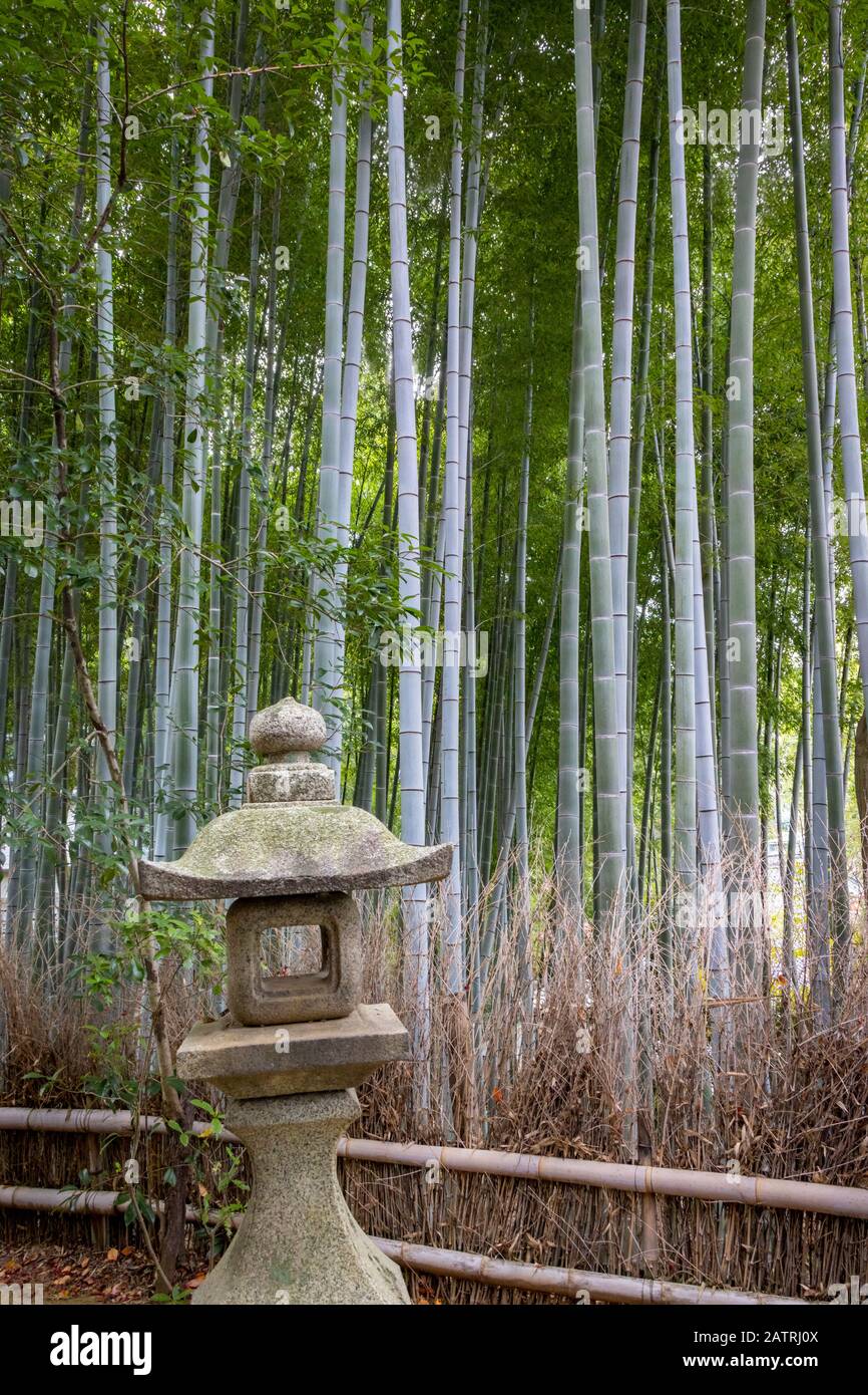Vista sulla lanterna e sul giardino di bambù, tempio buddista Shoren-in a Kyoto, Giappone Foto Stock