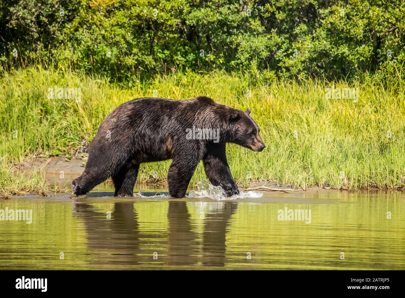 Orso bruno (Ursus arctos) maschio spruzzi attraverso uno stagno, animale prigioniero, Alaska Wildlife Conservation Center; Portage, Alaska, Stati Uniti d'America Foto Stock