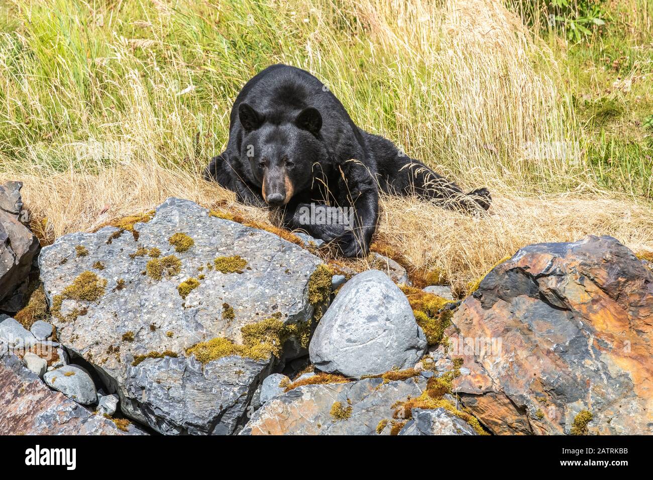 Orso nero maschio (Ursus Americani), animale prigioniero, Alaska Wildlife Conservation Center; Portage, Alaska, Stati Uniti d'America Foto Stock