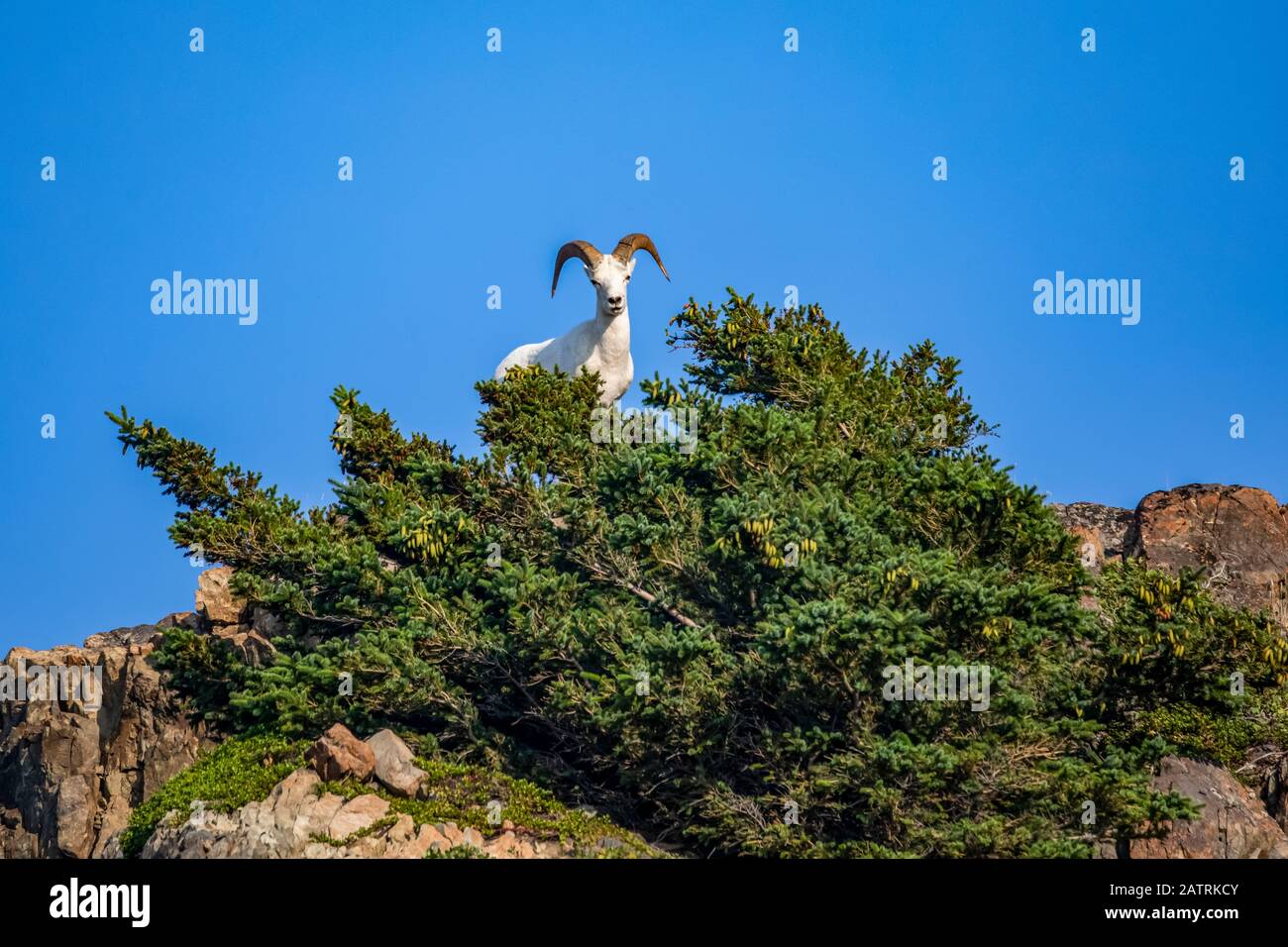 L'ariete di pecora dall (Ovis dalli) guarda giù al fotografo mentre si nutrono nelle montagne di Chugach a sud di Anchorage, Alaska, nell'Alaska centro-meridionale Foto Stock