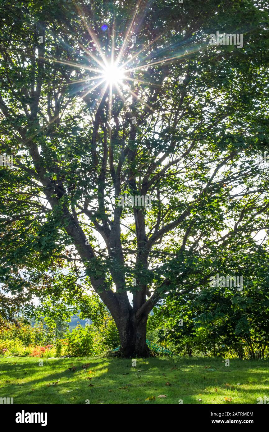 Sunburst di luce solare brillante attraverso il fogliame di un albero; Terrace, British Columbia, Canada Foto Stock