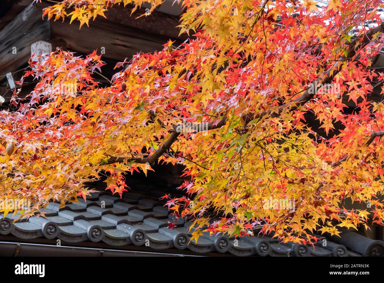 Spettacolare autunno fogliame, Shishen-do Tempio, Kyoto, Giappone Foto Stock