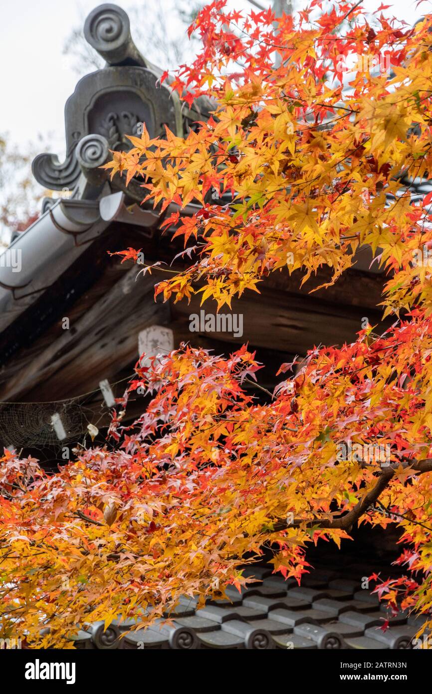 Spettacolare autunno fogliame, Shishen-do Tempio, Kyoto, Giappone Foto Stock