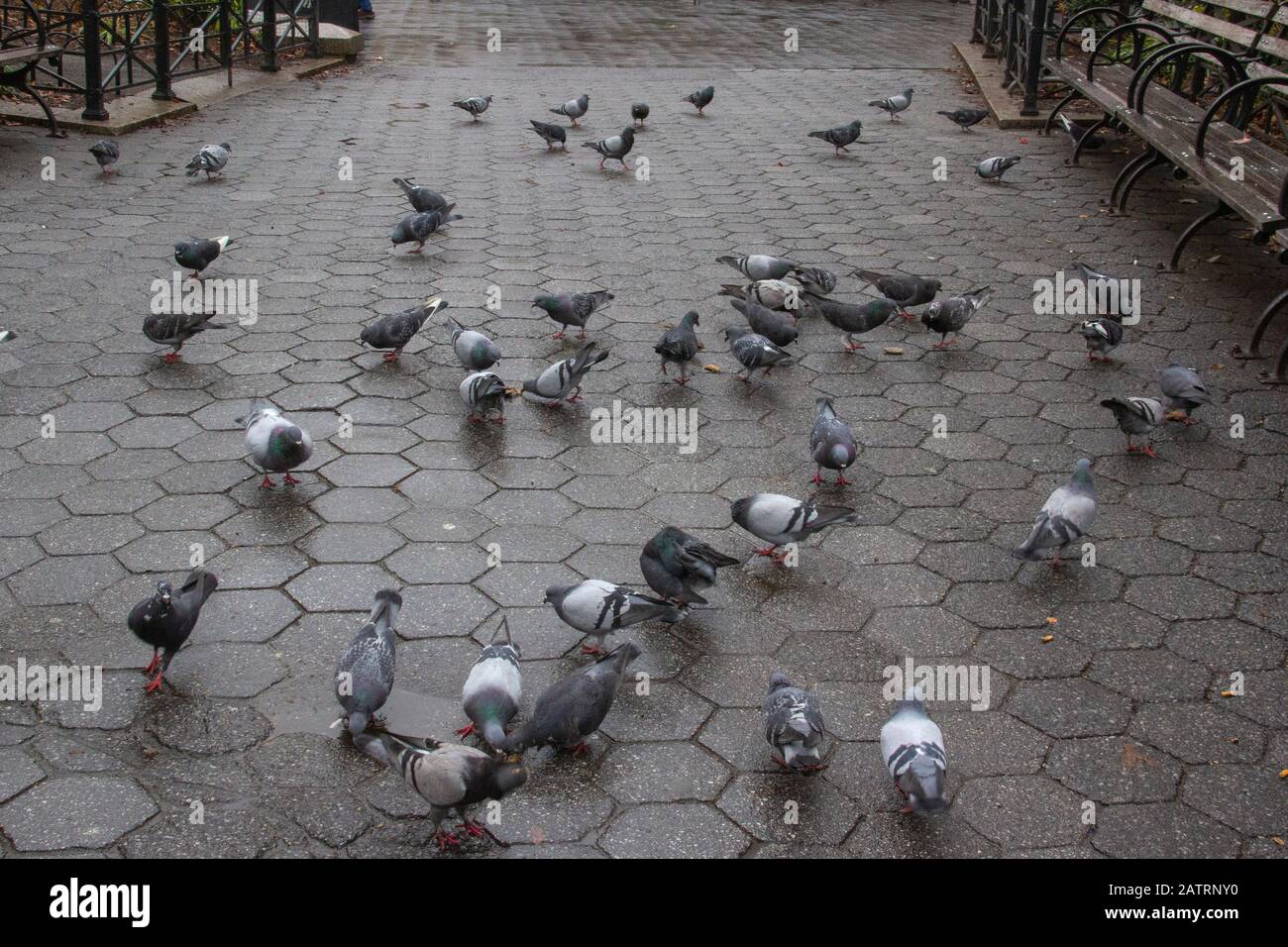 Piccioni In Union Square, New York City Foto Stock