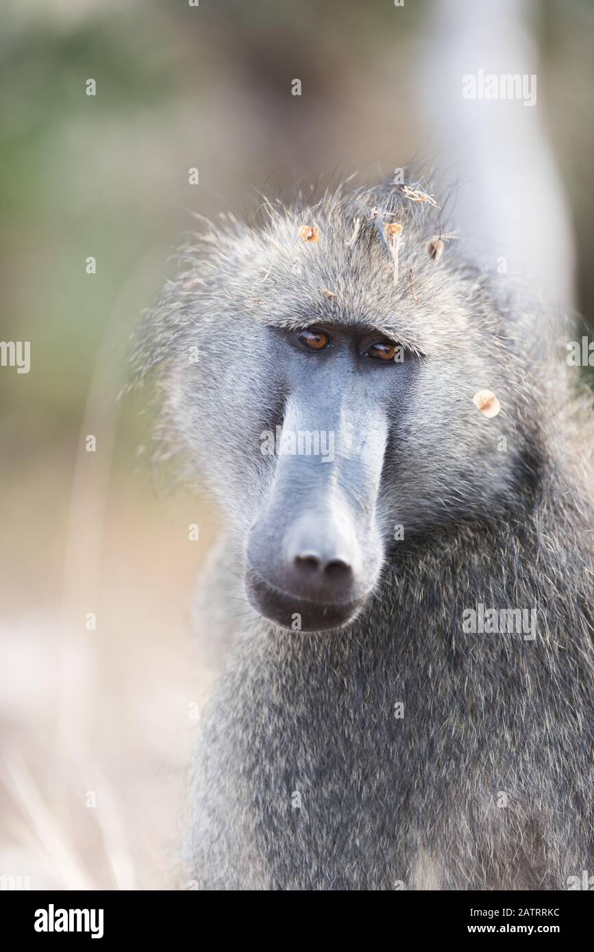 Babbuino nel deserto dell'Africa Foto Stock