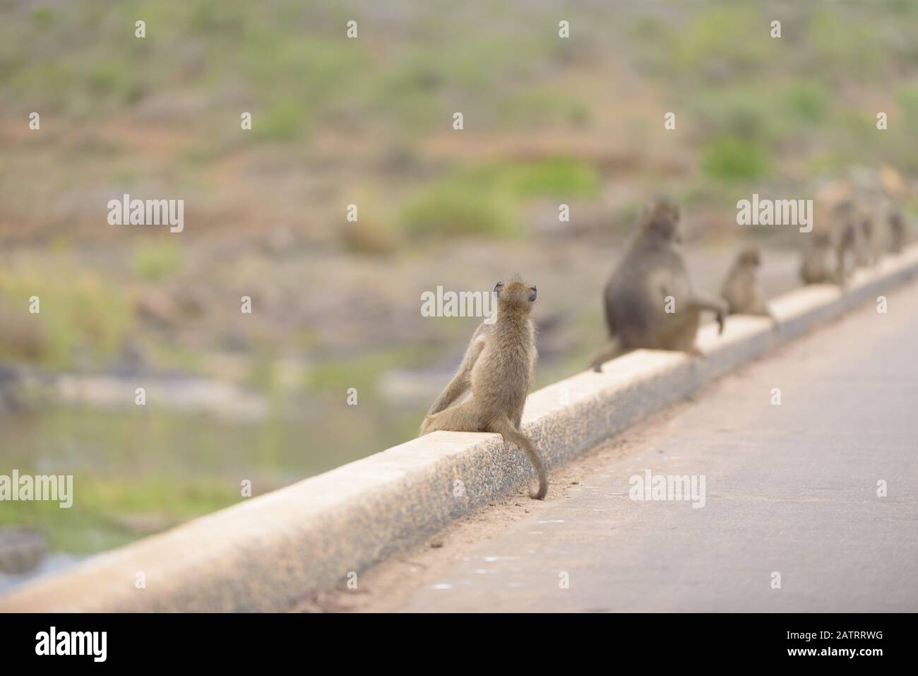 Babbuino nel deserto dell'Africa Foto Stock
