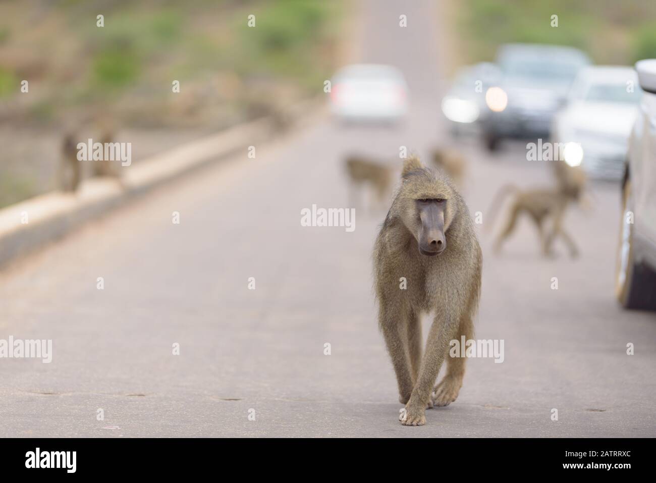 Babbuino nel deserto dell'Africa Foto Stock