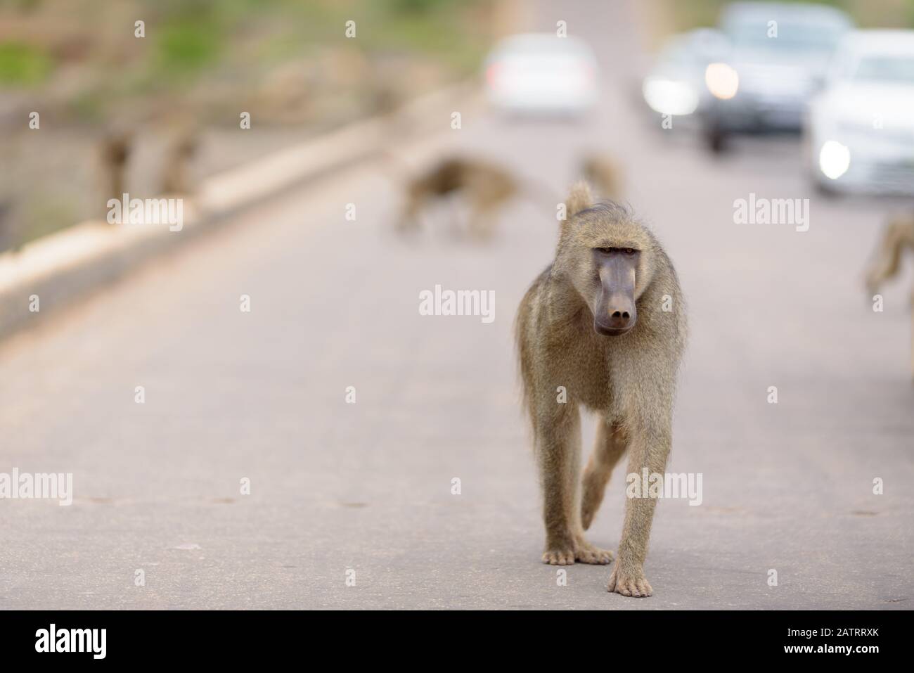 Babbuino nel deserto dell'Africa Foto Stock