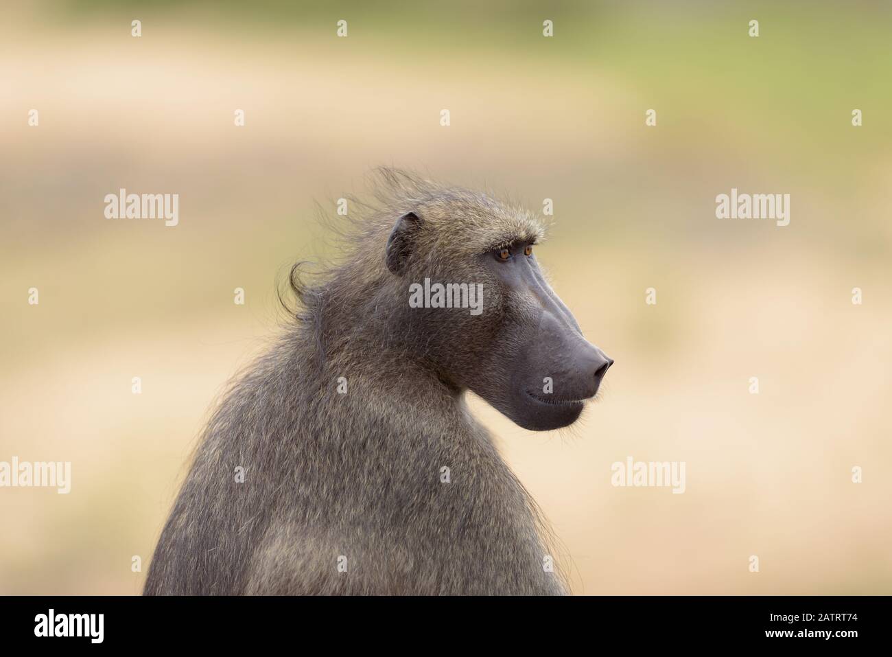 Babbuino nel deserto dell'Africa Foto Stock