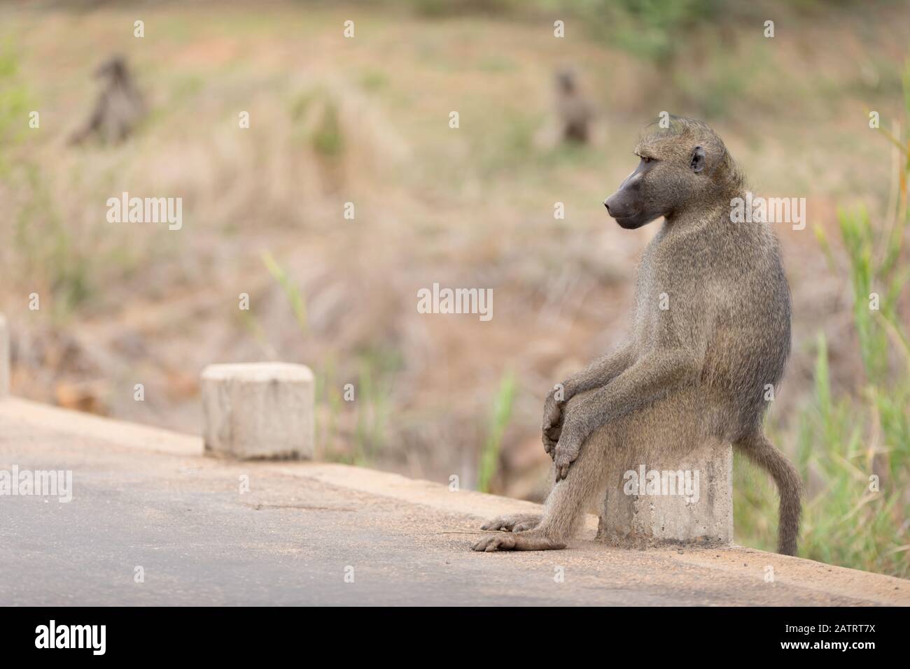 Babbuino nel deserto dell'Africa Foto Stock