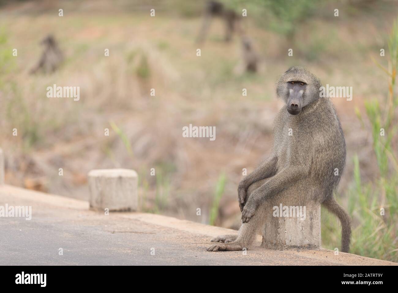 Babbuino nel deserto dell'Africa Foto Stock