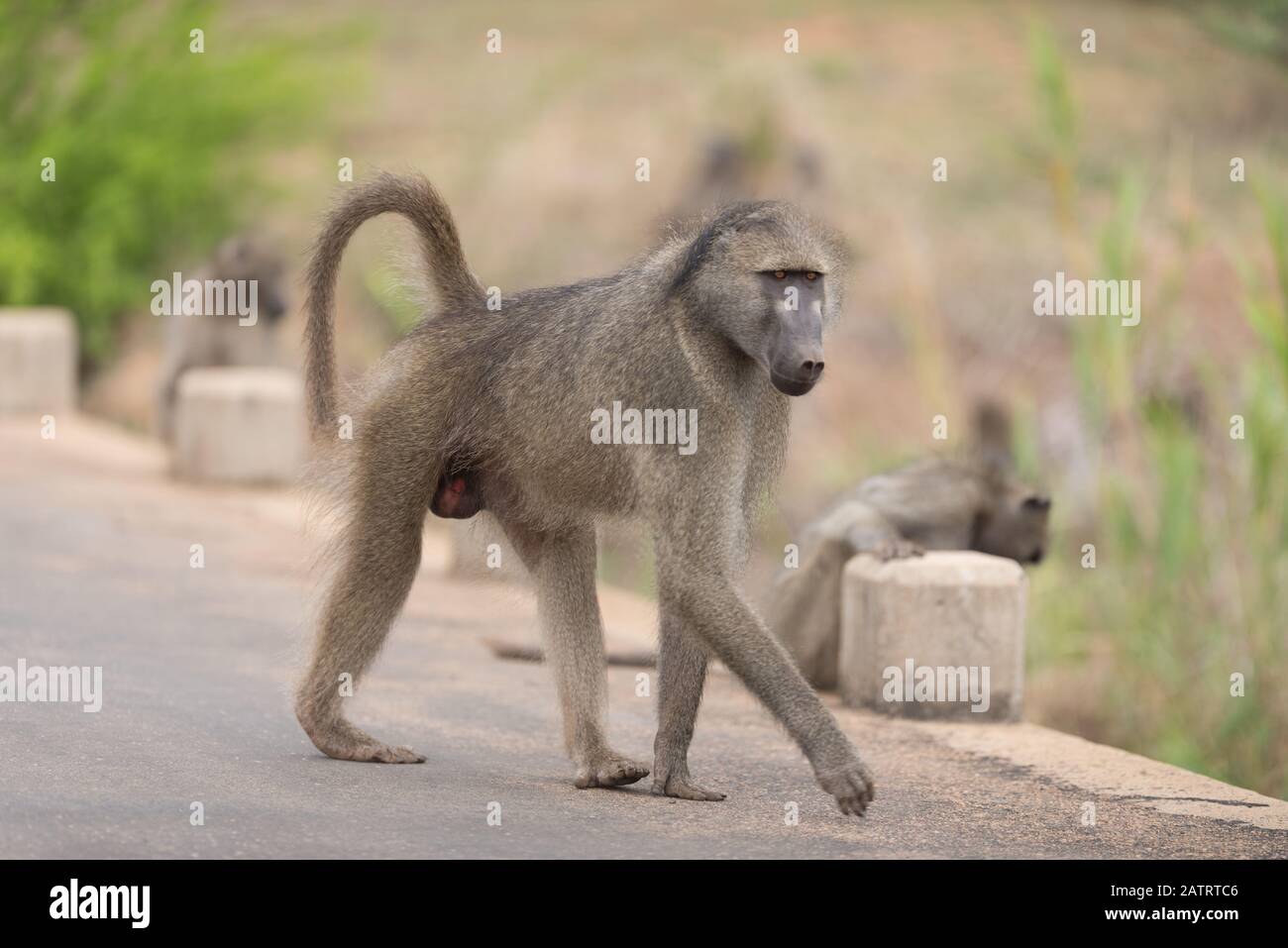 Babbuino nel deserto dell'Africa Foto Stock