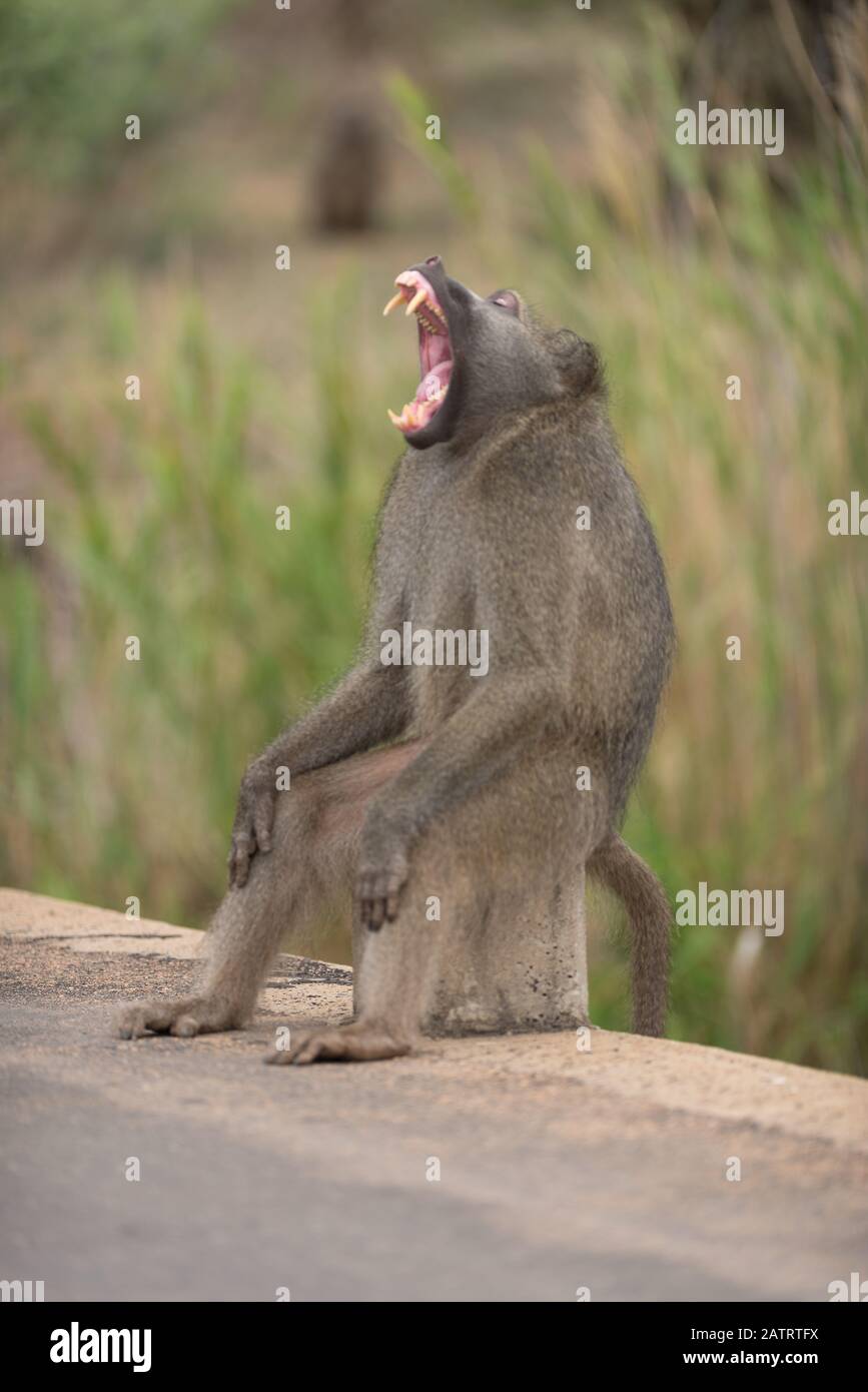 Babbuino nel deserto dell'Africa Foto Stock