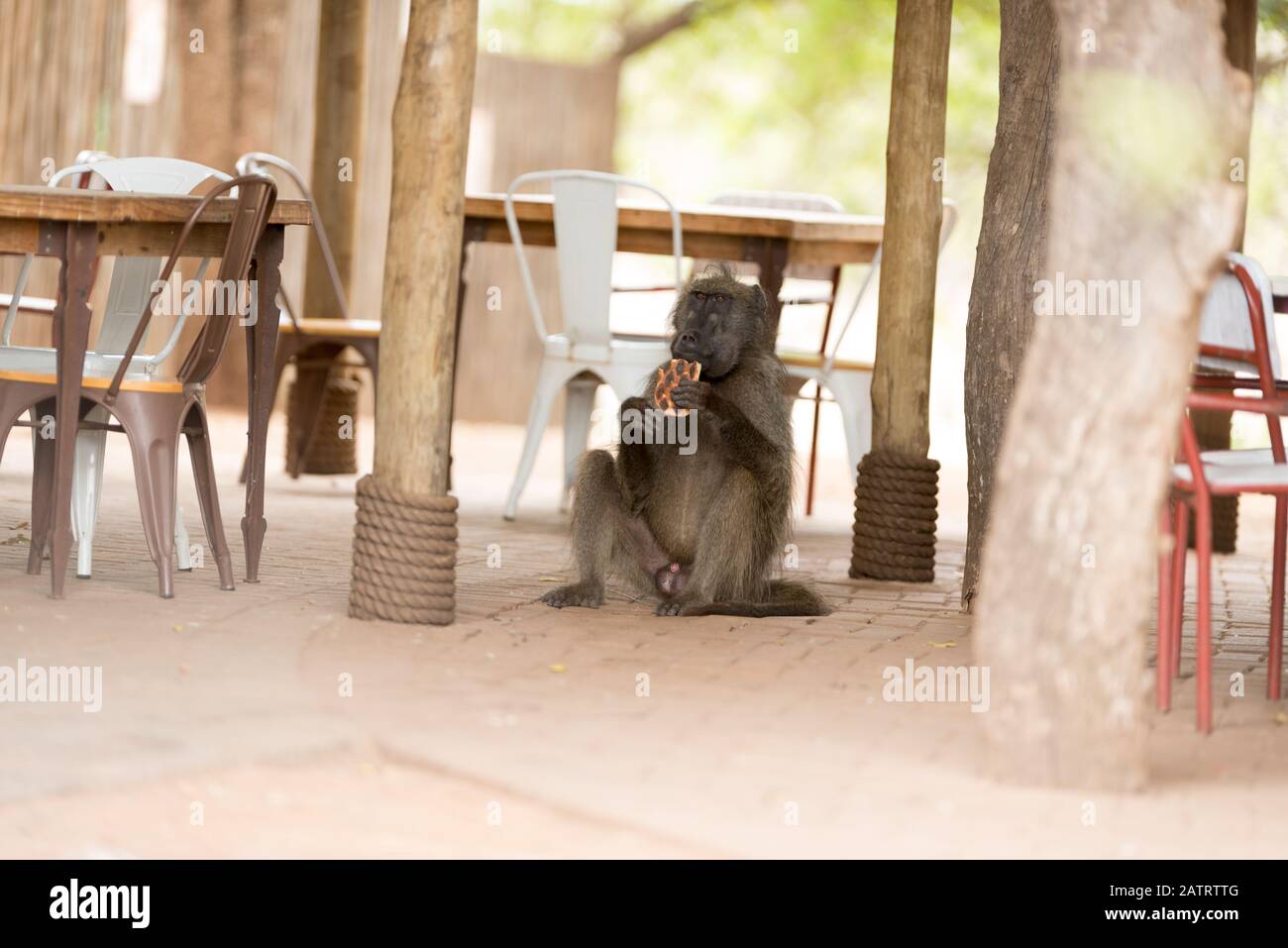 Babbuino nel deserto dell'Africa Foto Stock