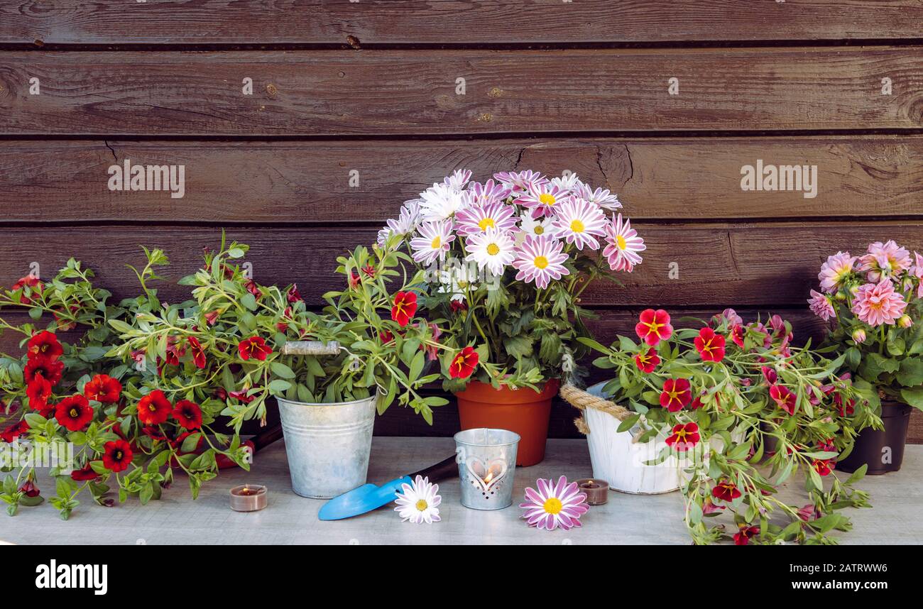 Variazione dei fiori rosa fioriti colorati sul tavolo, pronti per essere incapsulati. Giardinaggio e hoticulture concetto. Foto Stock