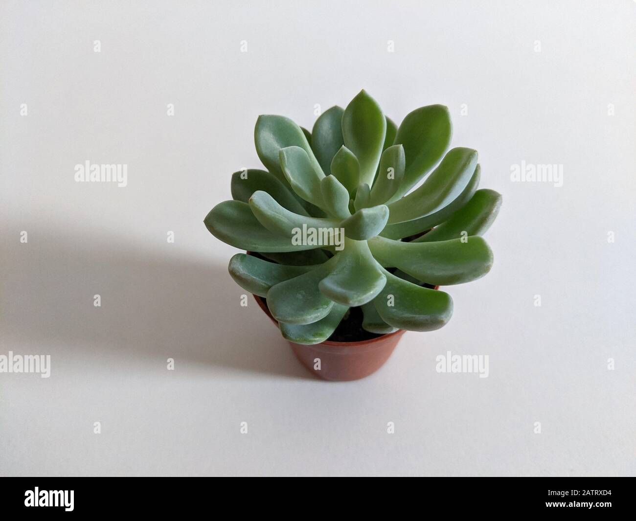 Pachyveria pianta succulenta in un vaso isolato su sfondo bianco Foto Stock