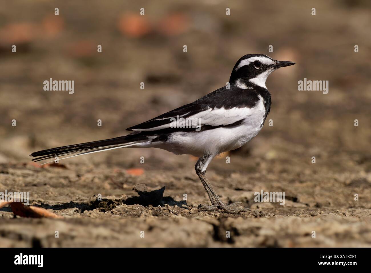 Ped Wagtail africano - Mottacilla aguimp specie di uccello della famiglia Motacillidae, colpisce nero e bianco wagtail con le parti superiori nere, trovato in s. Foto Stock