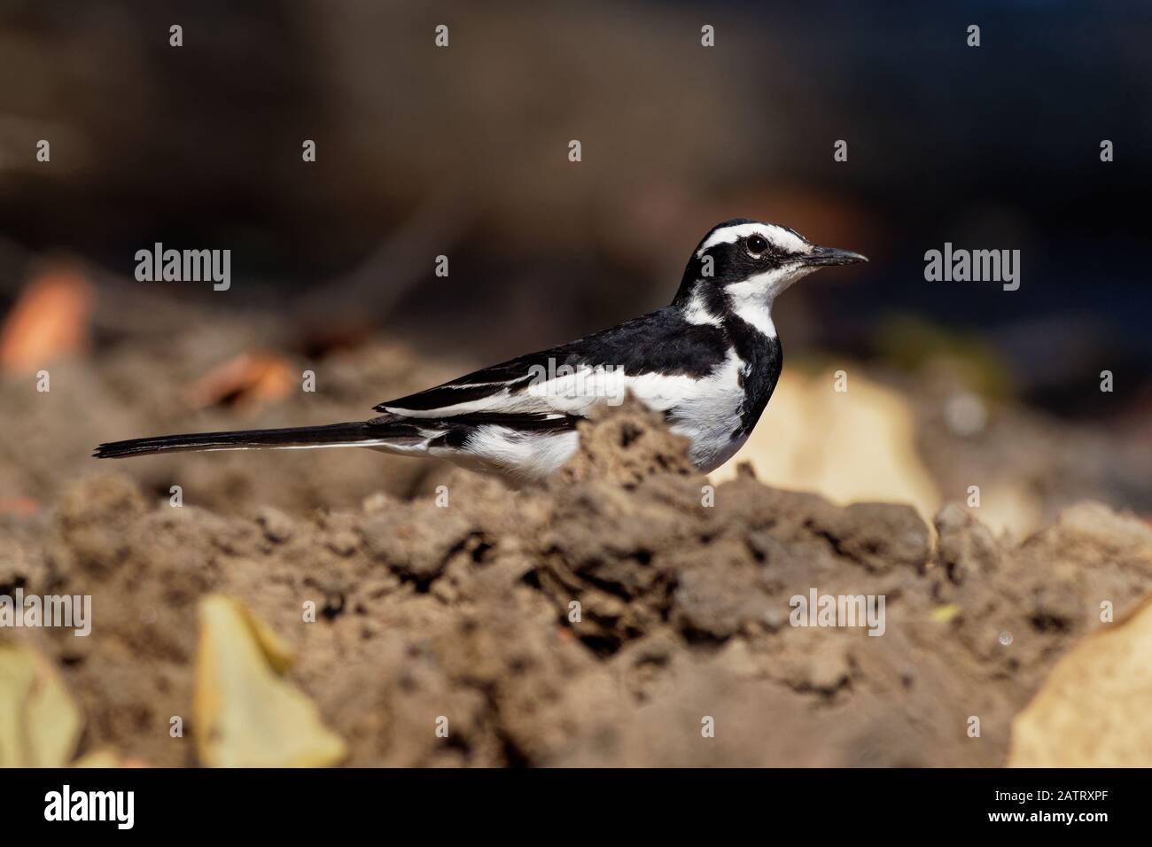 Ped Wagtail africano - Mottacilla aguimp specie di uccello della famiglia Motacillidae, colpisce nero e bianco wagtail con le parti superiori nere, trovato in s. Foto Stock