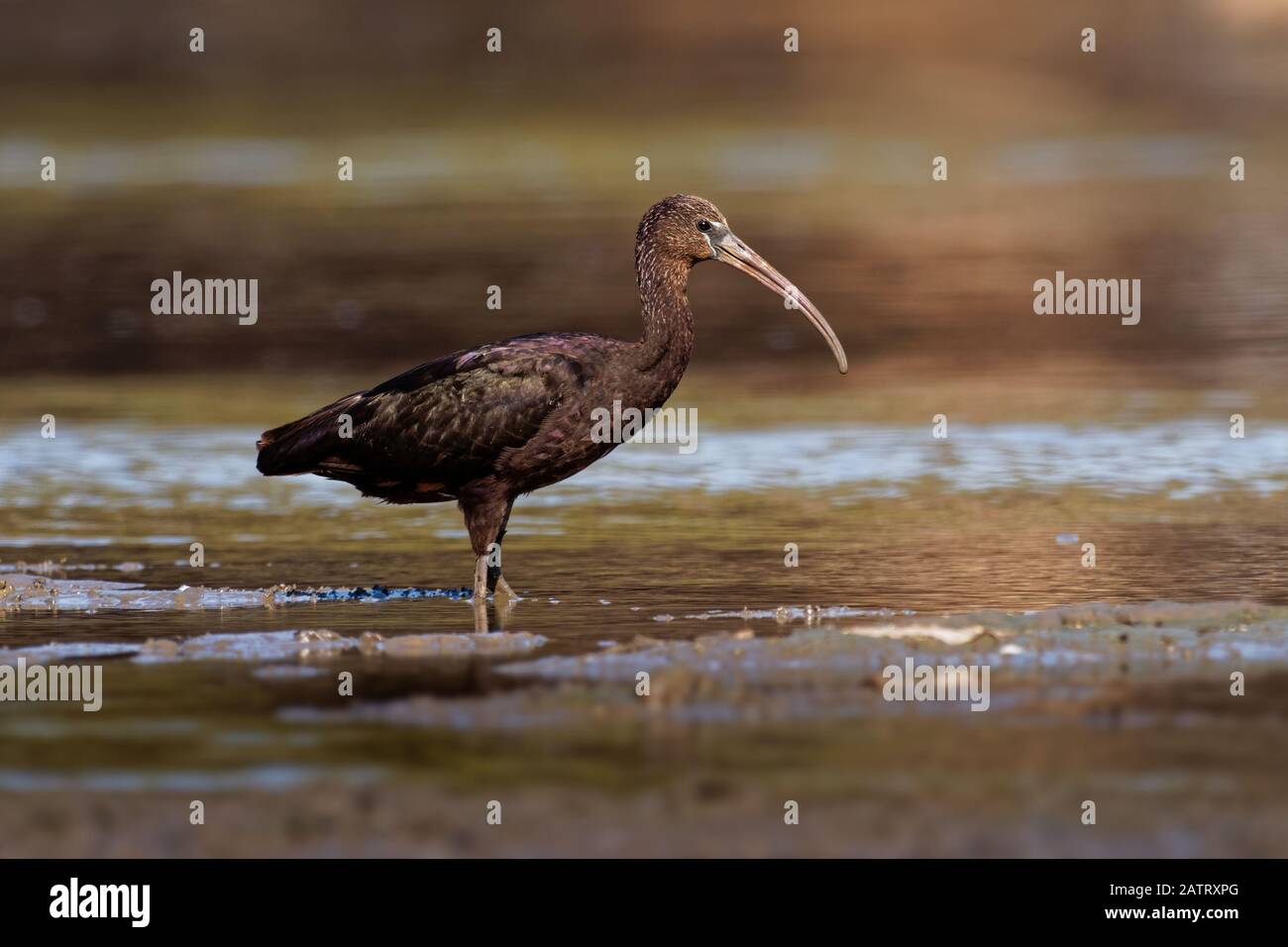 Ibis lucido - Plegadis falcinellus è un trampolieri in ibis famiglia Threskiornithidae, Shore Bird con lungo becco in acqua e di sfondo rosso assortiti Foto Stock