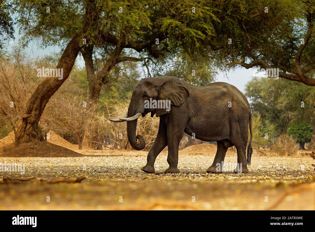 Bush africano Elefante - Loxodonta africana nel Parco Nazionale di Mana Pools nello Zimbabwe, in piedi nel verde della foresta e mangiare o alla ricerca di foglie. Foto Stock