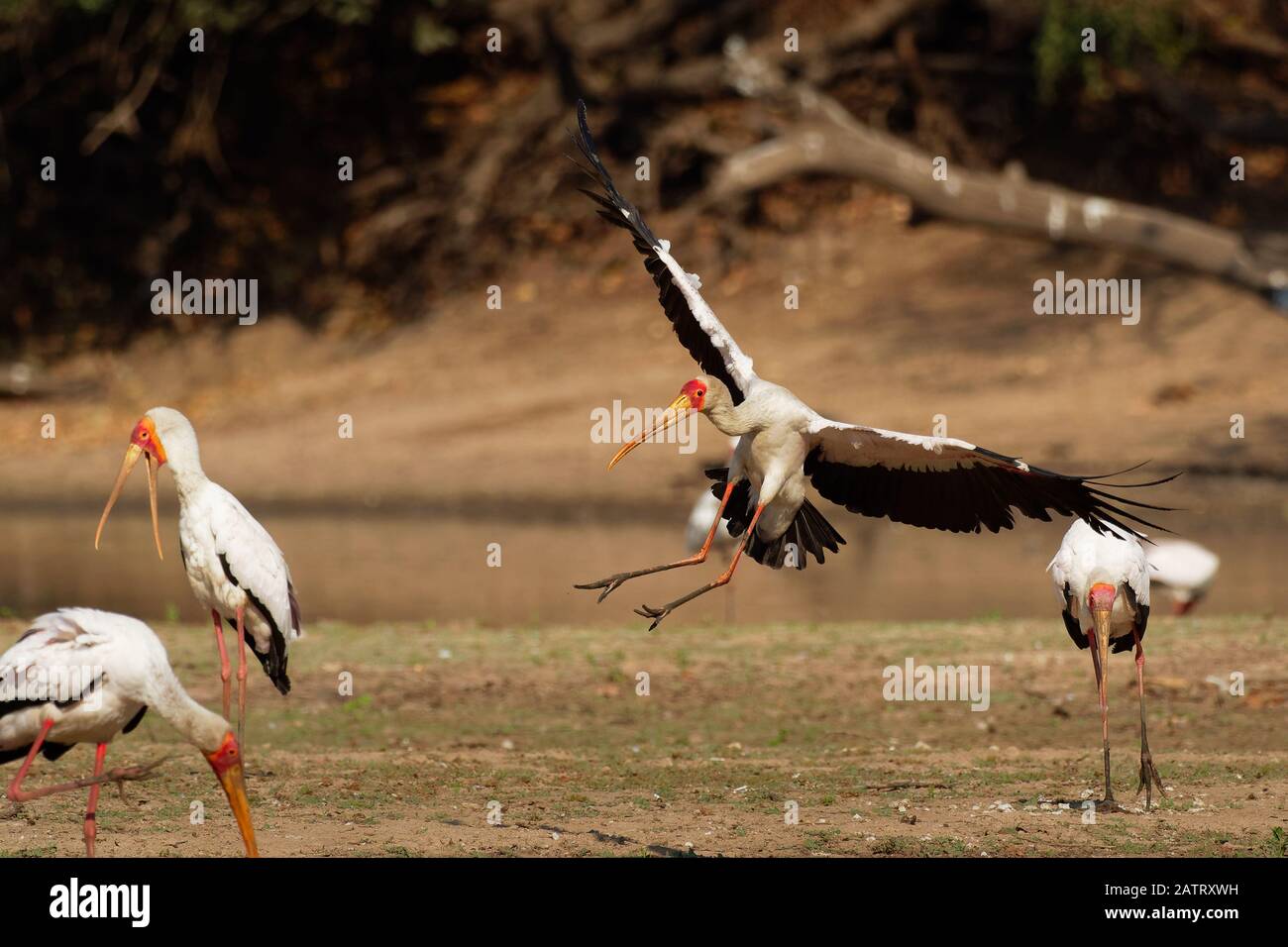 Giallo-fatturati Stork - Mycteria ibis anche legno stork o ibis, grandi trampolieri africani stork specie famiglia Ciconiidae, diffusa a sud del Sahara e Foto Stock