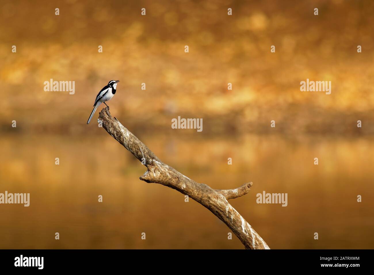 Ped Wagtail africano - Motacilla aguimp specie di uccello della famiglia Motacillidae, colpisce nero e bianco puntino sullo sfondo dorato del tramonto. Foto Stock