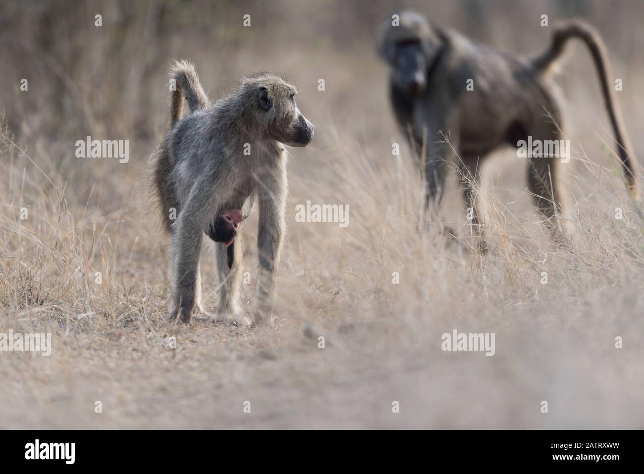 Babbuino nel deserto dell'Africa Foto Stock