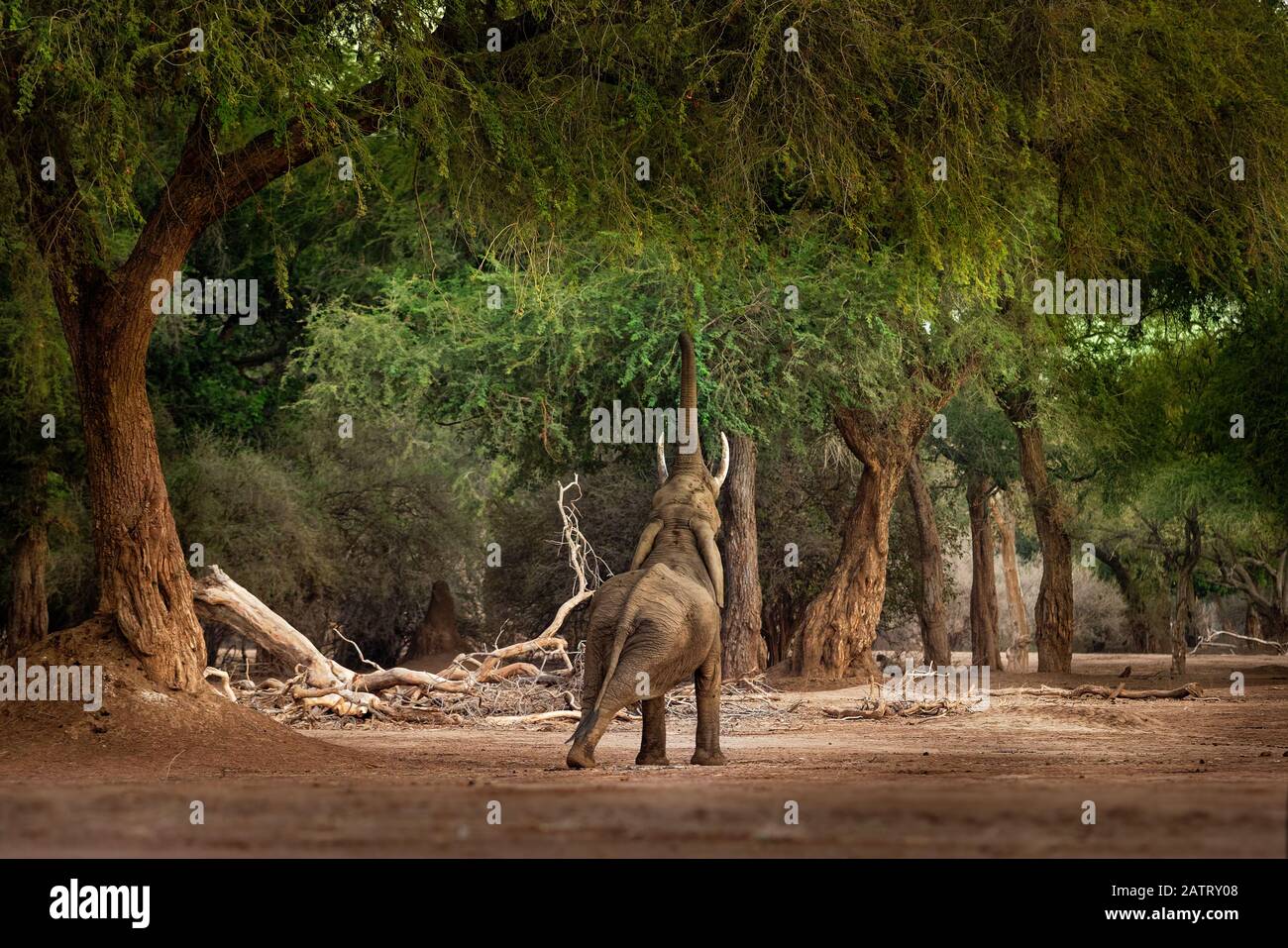 Bush africano Elefante - Loxodonta africana nel Parco Nazionale di Mana Pools nello Zimbabwe, in piedi nel verde della foresta e mangiare o alla ricerca di foglie. Foto Stock