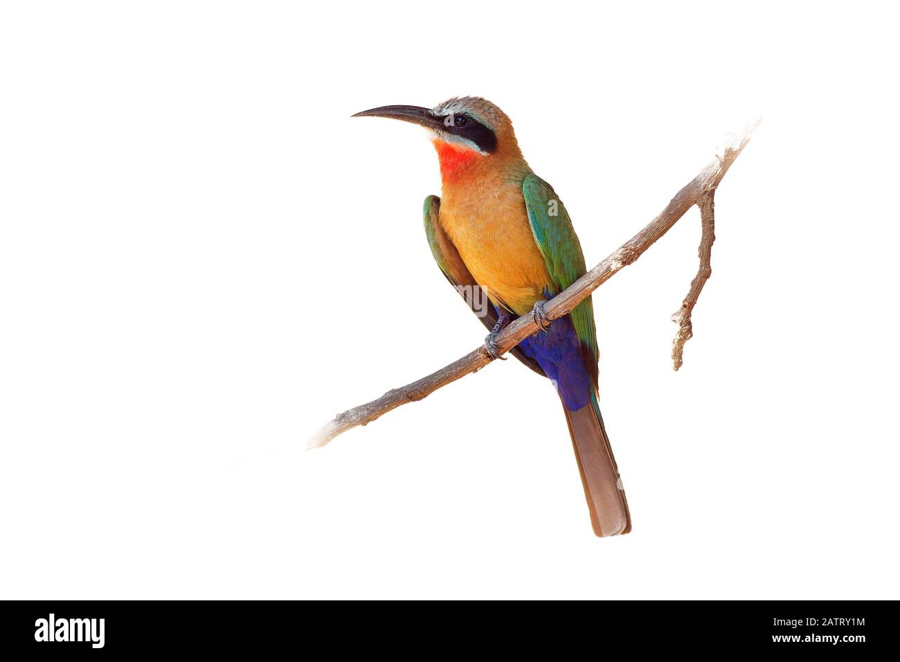 Bianco-fronteggiata gruccione - Merops bullockoides verde e l'arancione e il rosso bird ampiamente distribuito nell'Africa sub-equatoriale, il nido in piccole colonie di digg Foto Stock