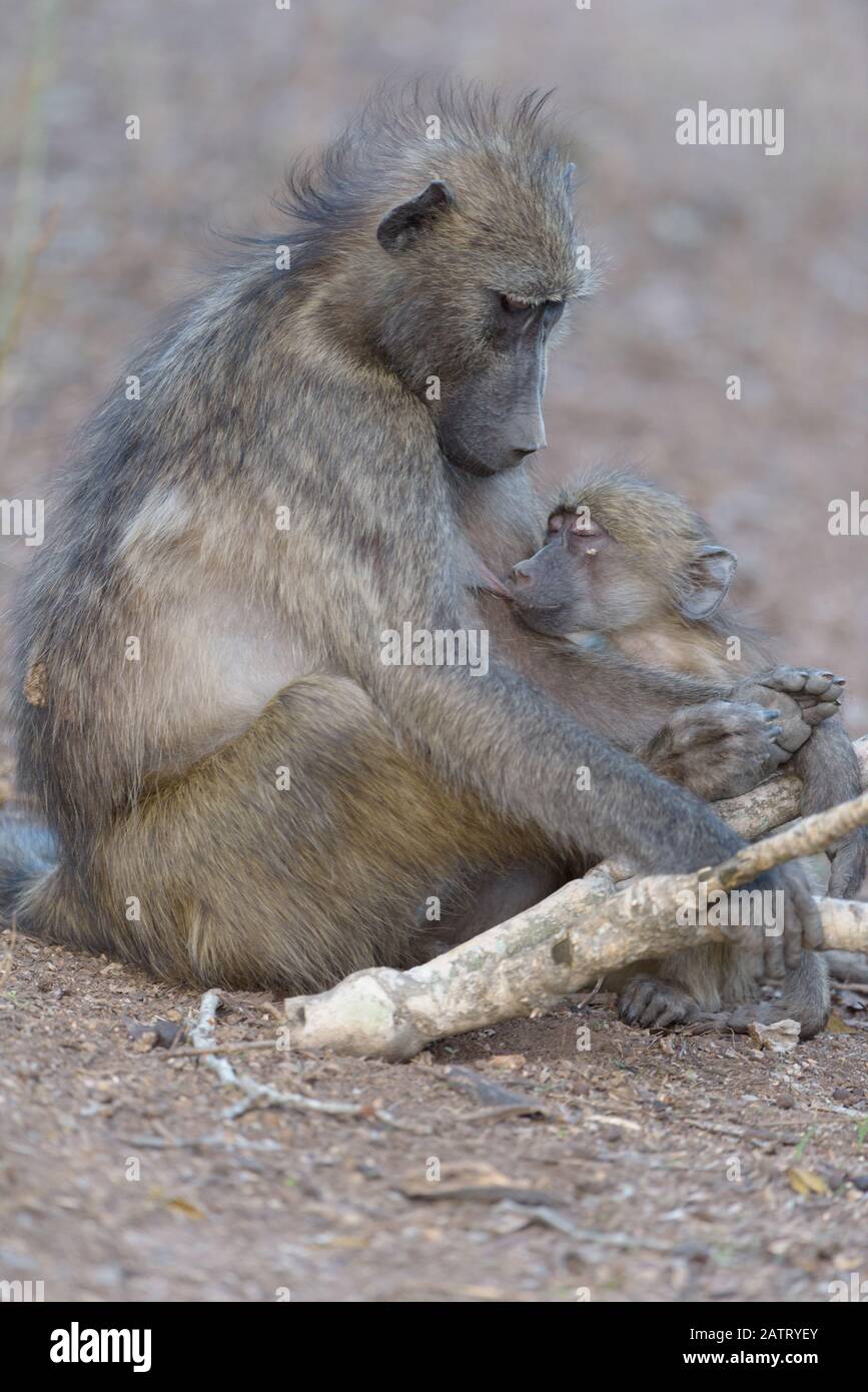 Baby babboon nel deserto dell'Africa Foto Stock
