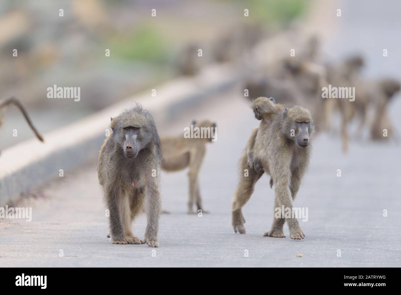 Babbuino nel deserto dell'Africa Foto Stock