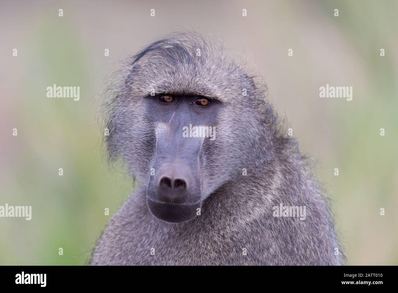 Babbuino nel deserto dell'Africa Foto Stock