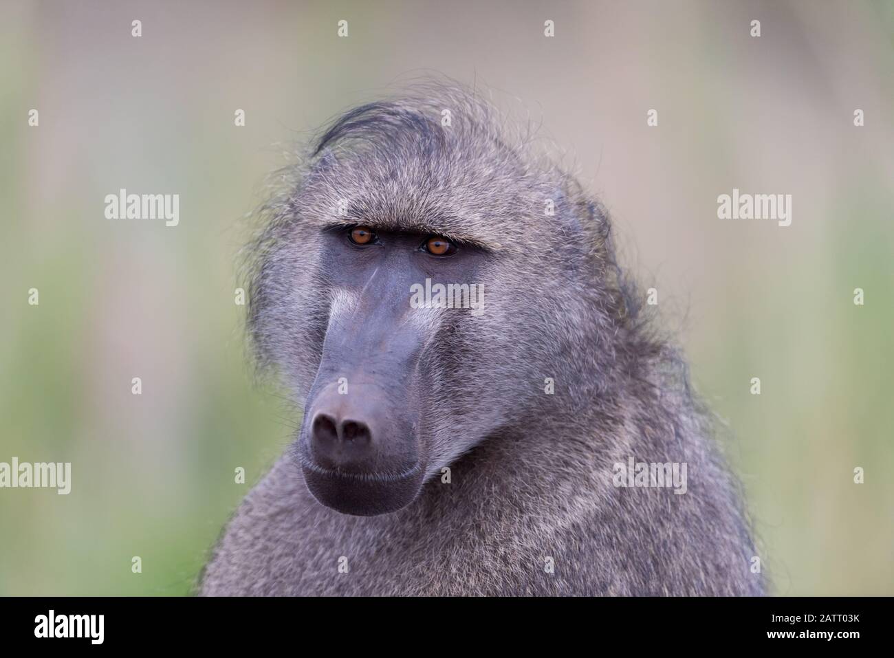 Babbuino nel deserto dell'Africa Foto Stock