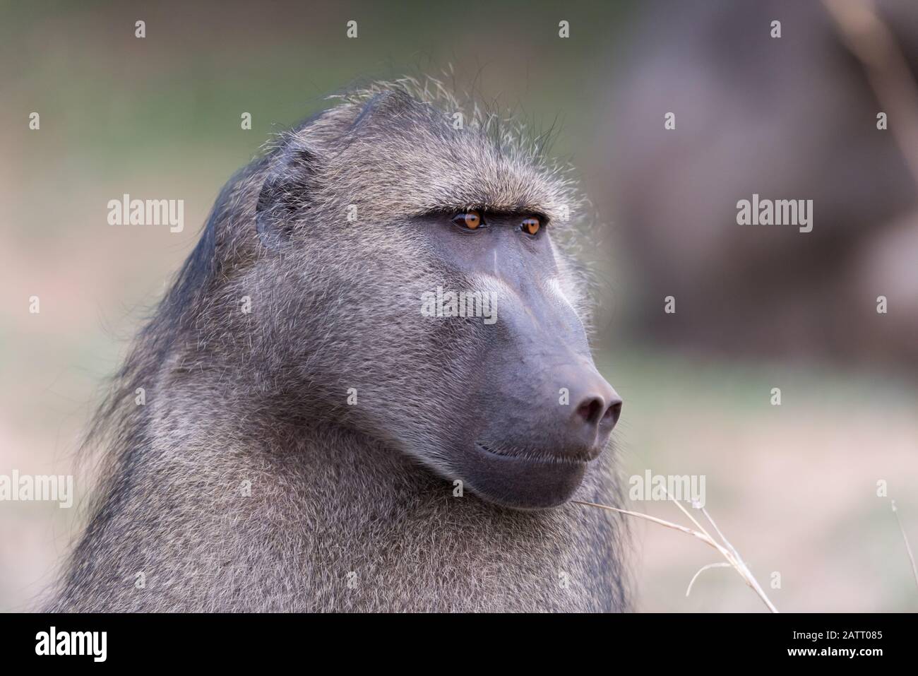 Babbuino nel deserto dell'Africa Foto Stock